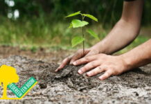 Boomdeeldagen voor inwoners buitengebied