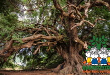 Kinderen van De Albatrosschool Goor planten bomen op Boomfeestdag