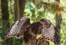 Hof van Twente biodiverse gemeente