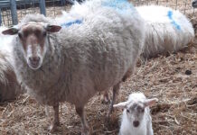 Eerste lammetje geboren