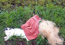 Dood konijntje gedumpt aan Bernhardstraat