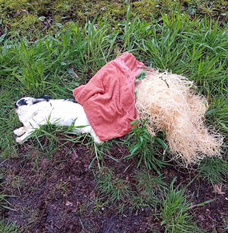 Dood konijntje gedumpt aan Bernhardstraat