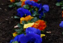 Plantjesactie HV Dynamiek