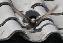 Bescherm de gierzwaluw