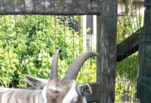 Geboorte op de Stoevelaar Update