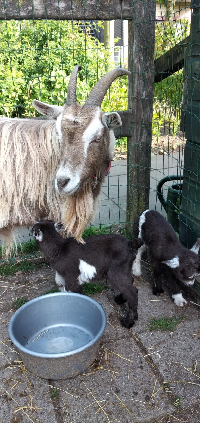 Geboorte op de Stoevelaar Update