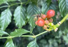 Limonadewesp veruit het meest geteld