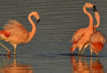 Flamingo’s in Markelo