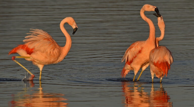 Flamingo’s in Markelo