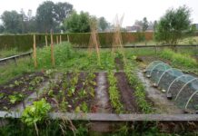 Gezond eten uit eigen moestuin