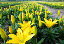 Lelieteelt Elserike gestopt door wethouder