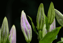 Voorstel voorlopig geen uitbreiding en nieuwe sierteelt in Hof van Twente