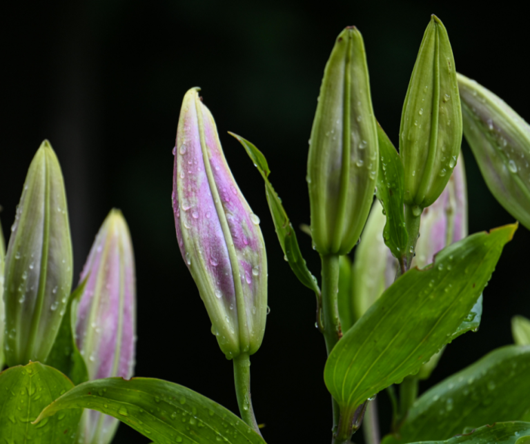 Voorstel voorlopig geen uitbreiding en nieuwe sierteelt in Hof van Twente