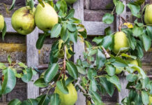 Wereldleifruitdag in Twickel: een unieke blik op historische fruitteelt