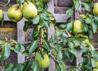 Wereldleifruitdag in Twickel: een unieke blik op historische fruitteelt