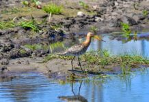 Hof van Twente bereidt zich voor op cruciale jaren voor weidevogels
