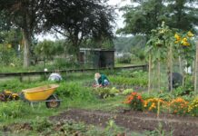 Moestuincursus in de Goorse Reggetuin: leer alles over het verbouwen van je eigen groenten