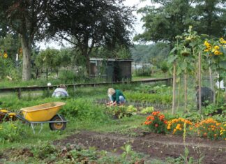 Moestuincursus in de Goorse Reggetuin: leer alles over het verbouwen van je eigen groenten