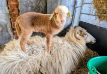 Lammertijd aangebroken bij Schaapskudde Hof van Twente: eerste dertig lammetjes geboren