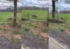 Wolf duikt weer op in Goor; na Heeckeren nu ook gezien aan Stoevelaarsweg