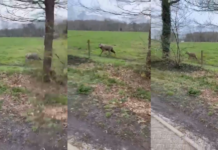 Wolf duikt weer op in Goor; na Heeckeren nu ook gezien aan Stoevelaarsweg