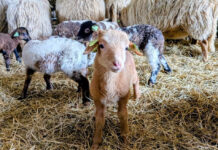 Schaapskudde viert geboorte van ruim 160 lammetjes met open dag