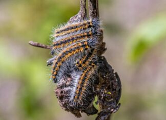 Eikenprocessierups terug in Hof van Twente: gemeente start preventieve bestrijding
