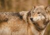 Telefoondieven aangehouden en dode wolf gevonden in Ambt Delden