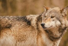 Telefoondieven aangehouden en dode wolf gevonden in Ambt Delden