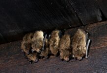 Gemeente inventariseert beschermde diersoorten om isolatie en renovatie te vereenvoudigen