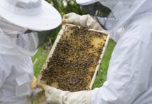 Bijen en honing in de spotlight bij de Wendezoele op vrijdag 5 en zondag 7 juni