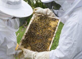 Bijen en honing in de spotlight bij de Wendezoele op vrijdag 5 en zondag 7 juni