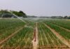 Waterschap grijpt in: vanaf donderdag geen water meer uit sloten en beken in Markelo Sproeien