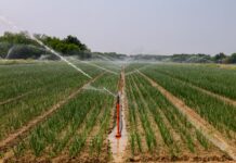 Waterschap grijpt in: vanaf donderdag geen water meer uit sloten en beken in Markelo Sproeien