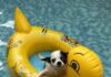 Doggyplons sluit buitenseizoen af bij De Vijf Heuvels in Markelo Hondzwembad