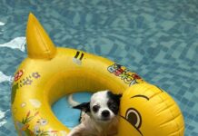Doggyplons sluit buitenseizoen af bij De Vijf Heuvels in Markelo Hondzwembad