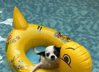 Doggyplons sluit buitenseizoen af bij De Vijf Heuvels in Markelo Hondzwembad