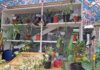 Vlijtig Liesje houdt Ruilbeurs voor planten en stekjes in Markelo Stekjeskast