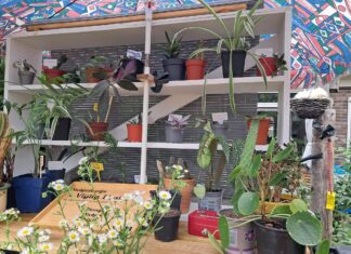 Vlijtig Liesje houdt Ruilbeurs voor planten en stekjes in Markelo Stekjeskast