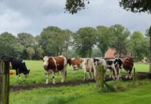 Boeren met trekkers naar gemeentehuis in Goor uit onvrede over stikstofplannen 148. koeien brinkweg markelo 768x432