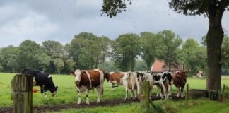 Boeren met trekkers naar gemeentehuis in Goor uit onvrede over stikstofplannen 148. koeien brinkweg markelo 768x432