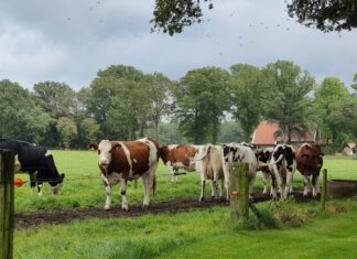 Boeren met trekkers naar gemeentehuis in Goor uit onvrede over stikstofplannen 148. koeien brinkweg markelo 768x432