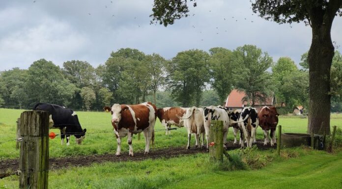 148. koeien brinkweg markelo 768x432