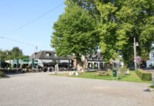 Platanengroep Diepenheim gekozen tot provinciale Boom van het Jaar 2026 PlatanengroepDiepenheim