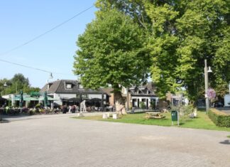Platanengroep Diepenheim wint provinciale titel, dingt mee naar Boom van het Jaar 2026 PlatanengroepDiepenheim