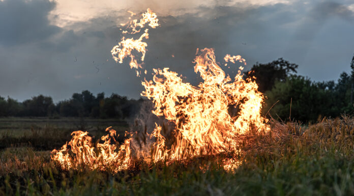 A fire burns in a field with dry grass.