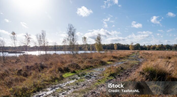 Stikstof