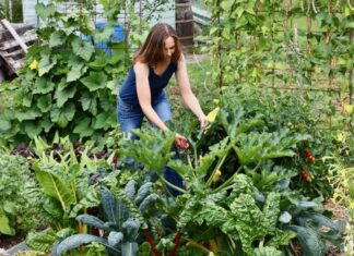 Ontdek praktische tips voor een groener Hof van Twente tijdens de inspiratiemarkt Dag van het Groen Klimaat e1793192483517 768x544