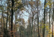 Ontdek landgoederen Nijenhuis en Weldam tijdens herfstwandeling IVN Diepenheim Herfst