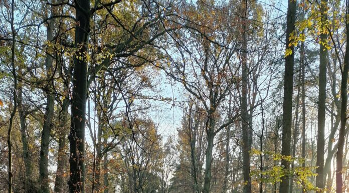 Herfst